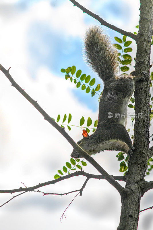 灰松鼠(Sciurus carolinensis)从树上爬下来